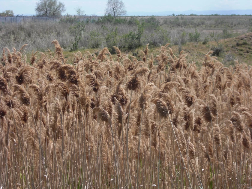 Phragmites grows in thick stands in wetland habitats, excluding native plants. (Andrey Zharkikh/Flickr)