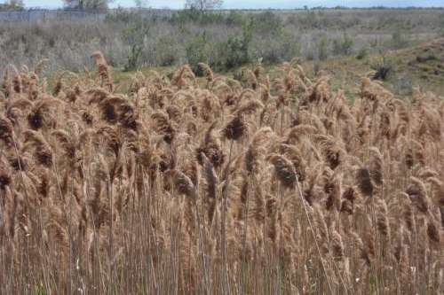 Phragmites grows in thick stands in wetland habitats, excluding native plants. (Andrey Zharkikh/Flickr)