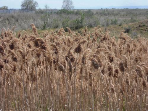 Phragmites grows in thick stands in wetland habitats, excluding native plants. (Andrey Zharkikh/Flickr)