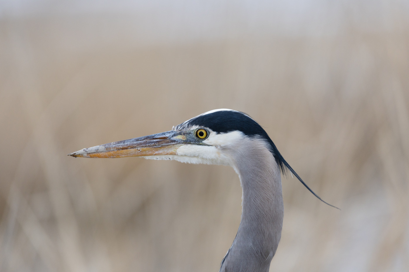 (Ryan Sun, Deseret News) A great blue heron stands at the Great Salt Lake's Farmington Bay in Farmington on Sunday, Feb. 26, 2023.