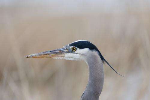 (Ryan Sun, Deseret News) A great blue heron stands at the Great Salt Lake's Farmington Bay in Farmington on Sunday, Feb. 26, 2023.