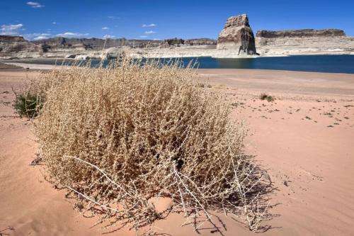 A lasting megadrought would be bad news for the Colorado River and its reservoirs. That includes Lake Powell, seen here April 24, 2024, at Lone Rock Beach in southern Utah. (David Condos/KUER)