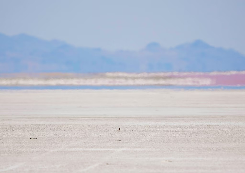 (Francisco Kjolseth | The Salt Lake Tribune) A snowy plover scurries along the dry playa on the northern shore of the Great Salt Lake on Thursday, June 12, 2025.