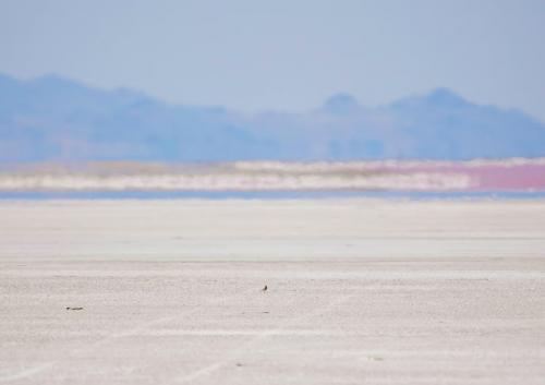 (Francisco Kjolseth | The Salt Lake Tribune) A snowy plover scurries along the dry playa on the northern shore of the Great Salt Lake on Thursday, June 12, 2025.