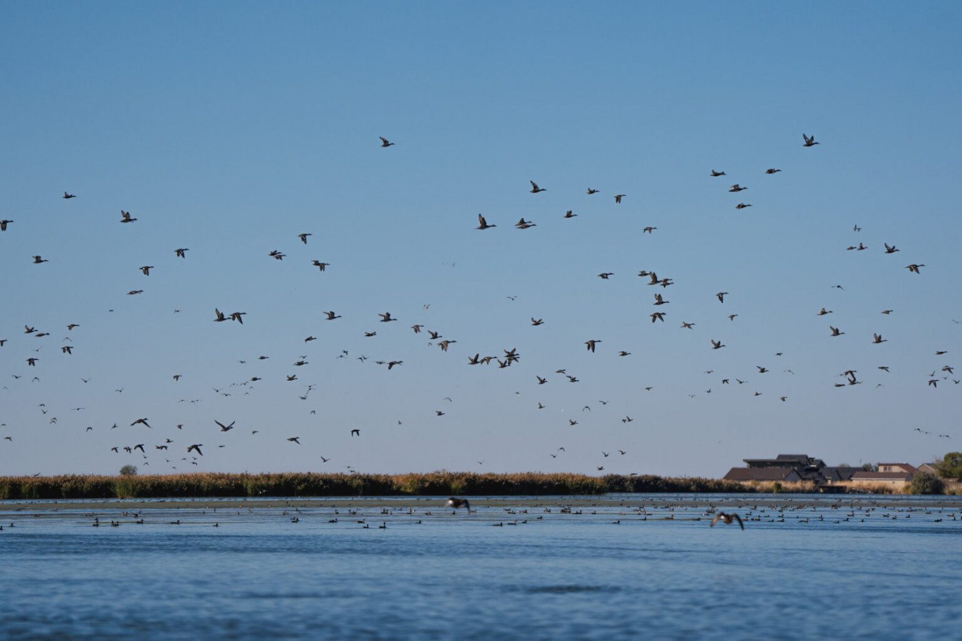  Birds take flight over the Great Salt Lake on Friday, Sept. 27, 2024. (Photo by Spenser Heaps for Utah News Dispatch)