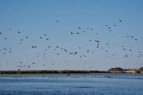  Birds take flight over the Great Salt Lake on Friday, Sept. 27, 2024. (Photo by Spenser Heaps for Utah News Dispatch)