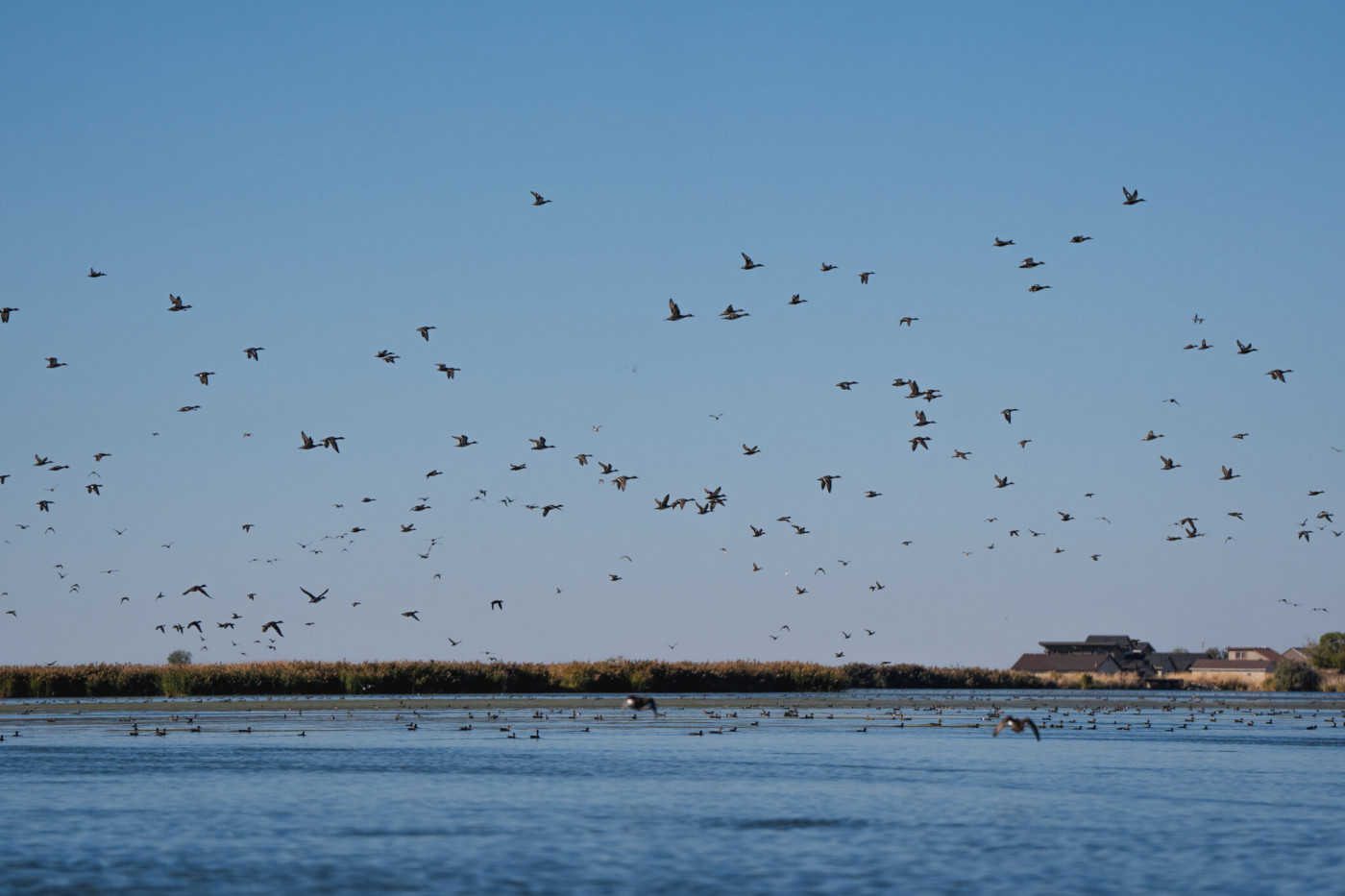 Birds take flight over the Great Salt Lake on Friday, Sept. 27, 2024. (Photo by Spenser Heaps for Utah News Dispatch)