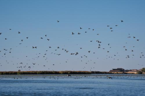 Birds take flight over the Great Salt Lake on Friday, Sept. 27, 2024. (Photo by Spenser Heaps for Utah News Dispatch)