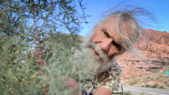 Retired ecologist Tim Graham inspects a tamarisk tree for beetle activity near the Colorado River in southeast Utah, Sept. 16, 2024. (David Condos/KUER)