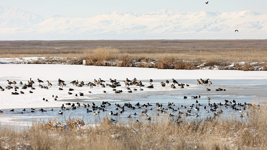 (Kristin Murphy/Deseret News)