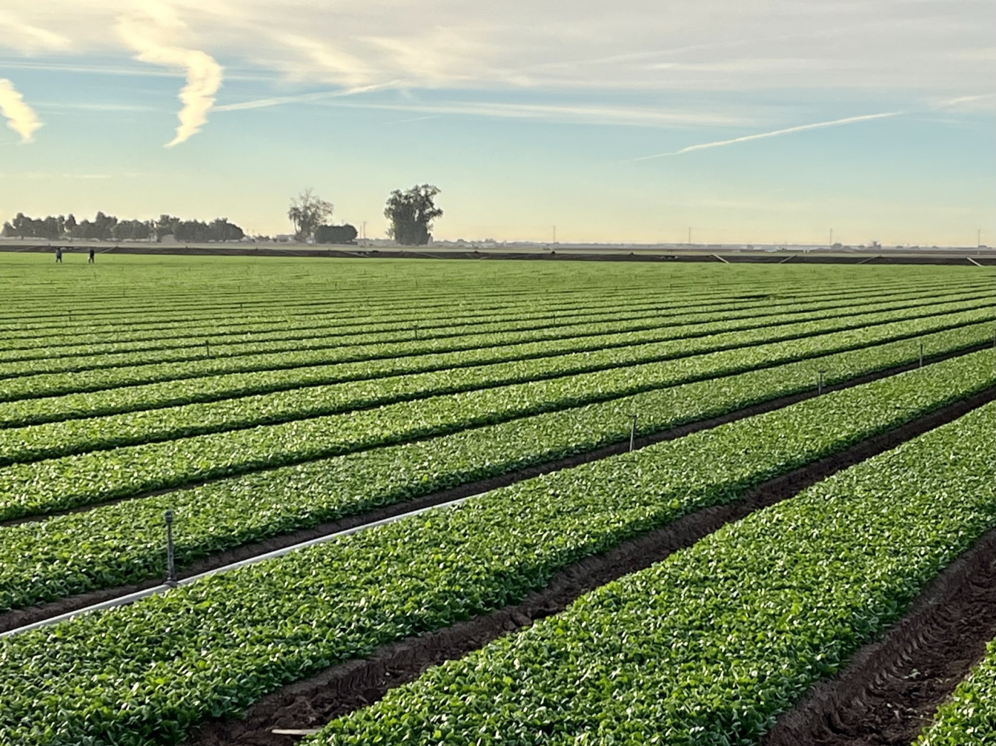 About 80% of the water goes to agriculture. If you’re using a big share and it’s more cost-effective, then that’s going to need to be the target,” said a co-author of the study. (Photo: Bureau of Reclamation Flickr, CC BY-SA 2.0)