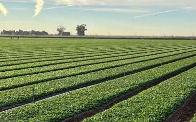 About 80% of the water goes to agriculture. If you’re using a big share and it’s more cost-effective, then that’s going to need to be the target,” said a co-author of the study. (Photo: Bureau of Reclamation Flickr, CC BY-SA 2.0)