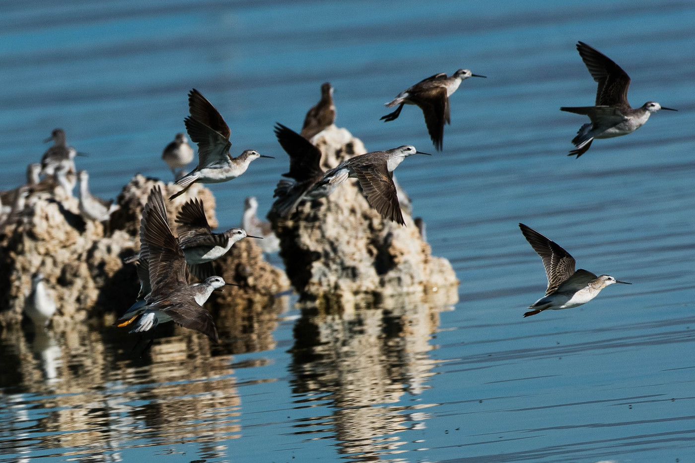  Wilson’s phalaropes at Mono Lake, California. (Photo by Ron Ozuna)