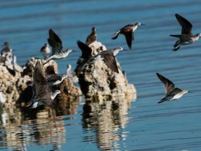  Wilson&rsquo;s phalaropes at Mono Lake, California. (Photo by Ron Ozuna)