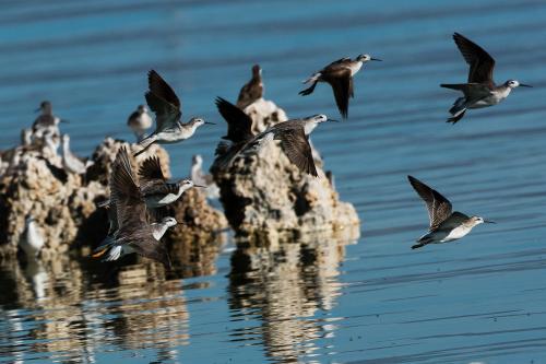  Wilson’s phalaropes at Mono Lake, California. (Photo by Ron Ozuna)