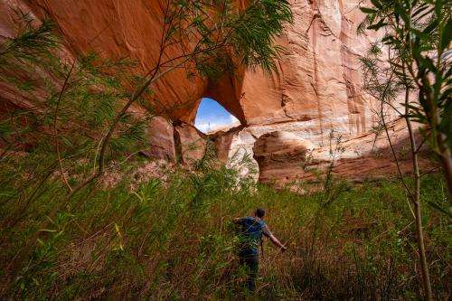 (Francisco Kjolseth | The Salt Lake Tribune) Eric Balken, Glen Canyon Institute executive director, navigates coyote and seep willow taking hold at La Gorce Arch in Davis Gulch, during a tour of side canyon tributaries and their ecosystems at Lake Powell on Saturday, April 25, 2026.
