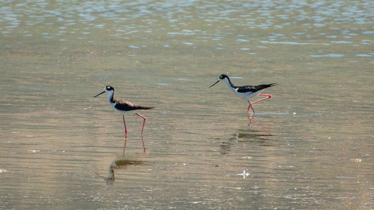 Black-necked stilt shorebirds near the shores at Farmington Bay Waterfowl Management Area on July 4. The National Audubon Society unveiled a new habitat assessment to maintain and improve the Great Salt Lake and its surrounding wetlands. (Carter Williams, KSL)