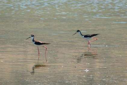 Black-necked stilt shorebirds near the shores at Farmington Bay Waterfowl Management Area on July 4. The National Audubon Society unveiled a new habitat assessment to maintain and improve the Great Salt Lake and its surrounding wetlands. (Carter Williams, KSL)