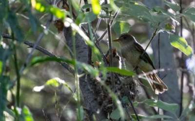 A Southwestern willow flycatcher tends to its nest, Washington County, Utah, July 2, 2026. (Photo by Alysha Lundgren, St. George News) A Southwestern willow flycatcher tends to its nest, Washington County, Utah, July 2, 2026. (Photo by Alysha Lundgren, St. George News)
