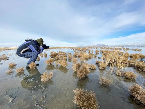 Linda Dalton Walker, who regularly photographs the birds of the Great Salt Lake, has noticed the declining level of the lake. (Photo courtesy Linda Dalton Walker)