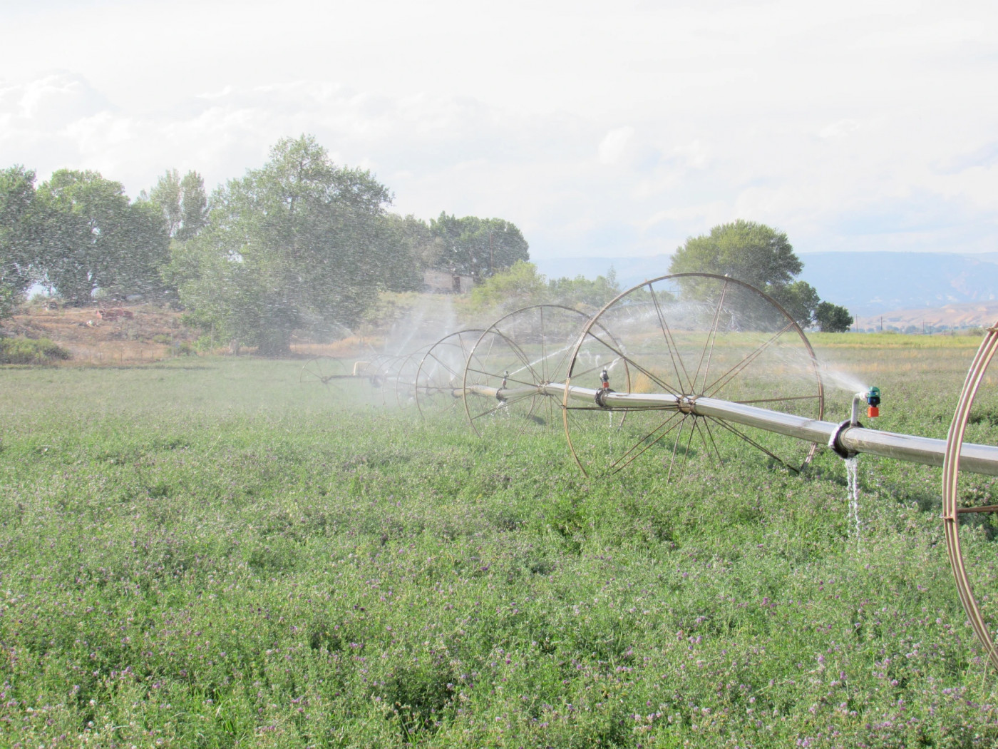 Most Colorado River water in Utah is used for agriculture, but voluntary cuts could offer substantial conversation benefits.