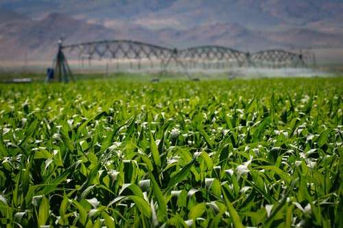 Corn grows at a farm in Beaver County, Utah, July 6, 2023.