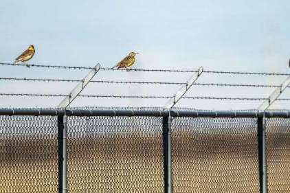 Three Meadowlarks sit on a fence in an area near one of the runways at the Salt Lake City International Airport on Dec. 31, 2024. The airport&rsquo;s wildlife mitigation team is working hard to minimize strikes. Three Meadowlarks sit on a fence in an area near one of the runways at the Salt Lake City International Airport on Dec. 31, 2024. The airport&rsquo;s wildlife mitigation team is working hard to minimize strikes. (Scott G Winterton, Deseret News)