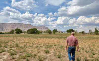 (Brooke Larsen | The Salt Lake Tribune) Brooks Behling walks across one of his dry alfalfa fields in Ferron on August 10, 2026. (Brooke Larsen | The Salt Lake Tribune) Brooks Behling walks across one of his dry alfalfa fields in Ferron on August 10, 2026.