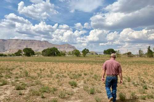 (Brooke Larsen | The Salt Lake Tribune) Brooks Behling walks across one of his dry alfalfa fields in Ferron on August 10, 2026.
