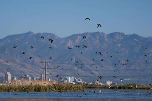  Birds take flight over the Great Salt Lake, with downtown Salt Lake City visible in the background, on Friday, Sept. 27, 2024. (Photo by Spenser Heaps for Utah News Dispatch)