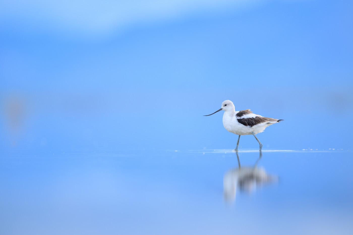 An American Avocet wades through shallow water at Great Salt Lake. Photo by Ray Hennessy.
