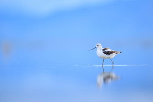 An American Avocet wades through shallow water at Great Salt Lake. Photo by Ray Hennessy.