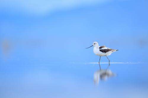An American Avocet wades through shallow water at Great Salt Lake. Photo by Ray Hennessy.
