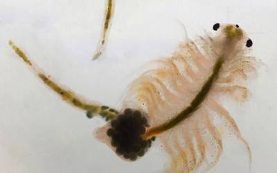 A male (top) and a female (bottom) brine shrimp. | Great Salt Lake Ecosystem Program, wildlife.utah.gov