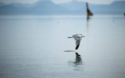A California gull sweeps the surface of Mono Lake near Lee Vining, California, on Tuesday, Aug. 9, 2022. Spenser Heaps, Deseret News