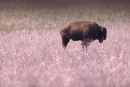 Bison on Antelope Island