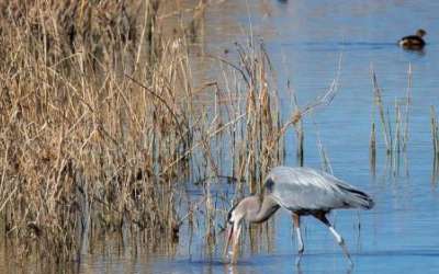 A great blue heron at Farmington Bay on Feb. 19, 2022. The Church of Jesus Christ of Latter-day Saints agreed to donate 5,700 water shares to send more water to Farmington Bay area of the Great Salt Lake. (Carter Williams, KSL.com)