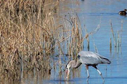 A great blue heron at Farmington Bay on Feb. 19, 2022. The Church of Jesus Christ of Latter-day Saints agreed to donate 5,700 water shares to send more water to Farmington Bay area of the Great Salt Lake. (Carter Williams, KSL.com)
