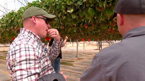 Joel Ferry, Executive Director of the Utah Dept. of Natural Resources, tastes a strawberry grown as an experiment in the Negev Desert on March 28, 2023. (Ben Winslow / FOX 13 News)