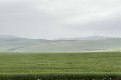 Crops grown outside Kinneret, Israel, on March 30, 2023. (Ben Winslow / FOX 13 News)