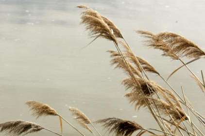 FILE: Phragmites sit along the Great Salt Lake in Davis County on Wednesday, March, 19, 2008. State officials say that in 2023, higher levels of the lake will help them further fight the invasive species. (Tim Hussin/ Deseret Morning News)
