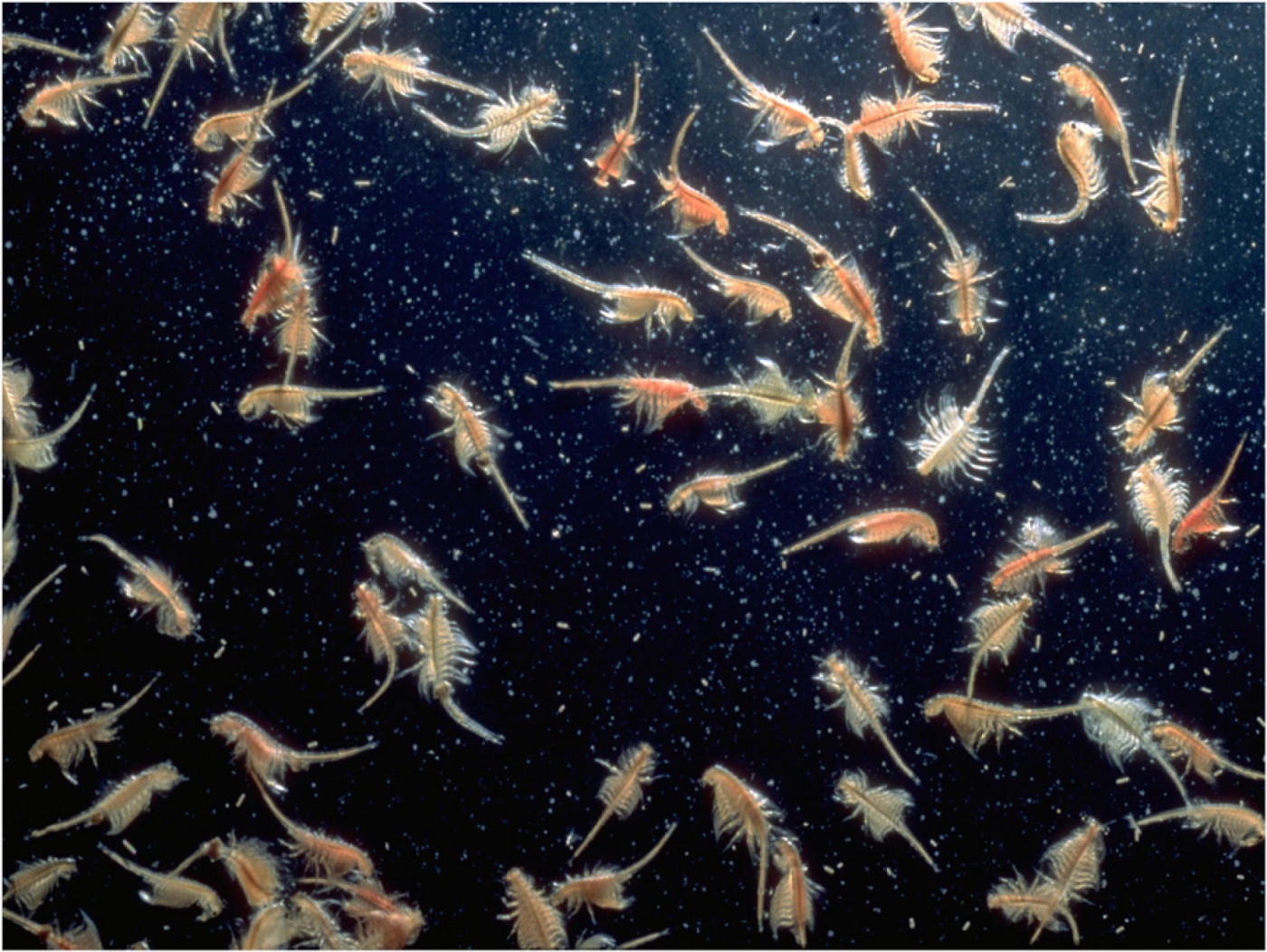 Artemia, small but influential - Shrimps