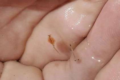 Brine shrimp are held in the palm of a person on Dec. 15, 2020. Brine shrimp cyst collection jumped considerably over the past year after improvements to the Great Salt Lake ecosystem, state wildlife officials said Thursday. (Utah Division of Wildlife Resources).