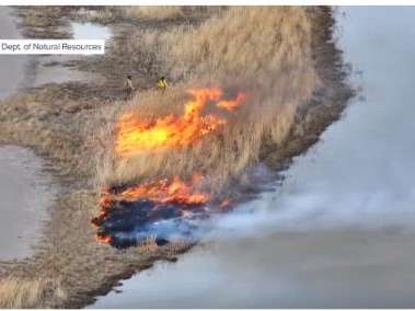 Prescribed burn of invasive phragmites in Ogden Bay. Screenshot from FOX 13 News.