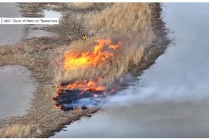 Prescribed burn of invasive phragmites in Ogden Bay. Screenshot from FOX 13 News.