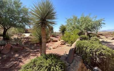 Water-efficient desert landscaping at the St. George home of Molly Graf, one of the stops on the future Parade of Gardens Southern Utah tour scheduled for September, St. George, Utah, June 25, 2024 | Photo by Mori Kessler, St. George News