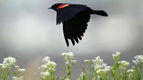 A male red-winged blackbird flies near the Farmington Bay Waterfowl Management Area on May 8. About $6.5 million in new funds are being made available for projects that protect or improve the Great Salt Lake's wetlands. A male red-winged blackbird flies near the Farmington Bay Waterfowl Management Area on May 8. About $6.5 million in new funds are being made available for projects that protect or improve the Great Salt Lake's wetlands. (Scott G Winterton, Deseret News)