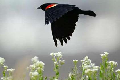 A male red-winged blackbird flies near the Farmington Bay Waterfowl Management Area on May 8. About $6.5 million in new funds are being made available for projects that protect or improve the Great Salt Lake's wetlands. A male red-winged blackbird flies near the Farmington Bay Waterfowl Management Area on May 8. About $6.5 million in new funds are being made available for projects that protect or improve the Great Salt Lake's wetlands. (Scott G Winterton, Deseret News)