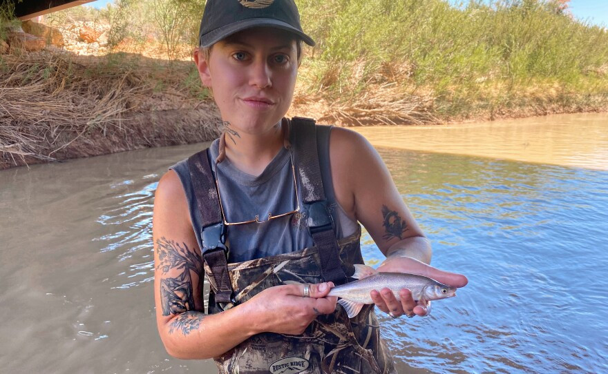 The Bonytail chub is a critically endangered fish species that is one of three native to these tributaries. (Photo courtesy USU Fish Ecology Lab).