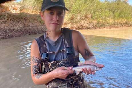 The Bonytail chub is a critically endangered fish species that is one of three native to these tributaries. (Photo courtesy USU Fish Ecology Lab).